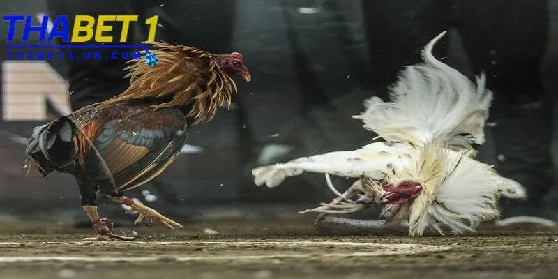Đá gà Thabet 1 Đá gà Thabet phát trực tiếp