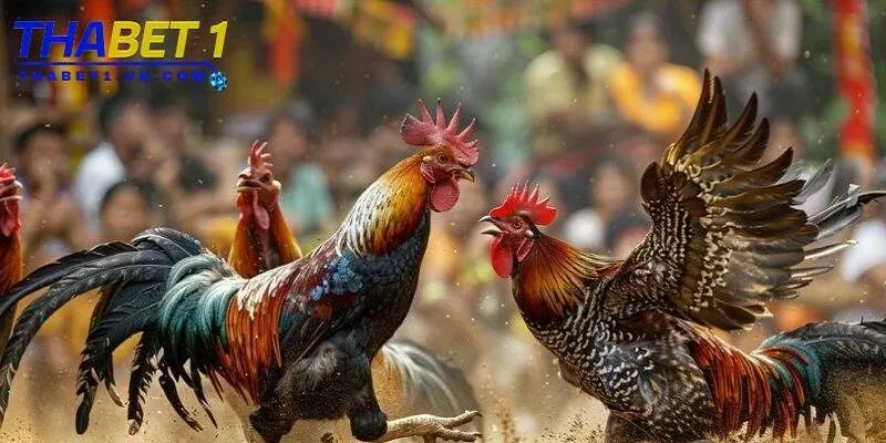 Đá gà cựa dao Thabet: Kịch tính, thắng lớn mỗi ván đấu 3 Thabet hợp tác với nhiều trường gà